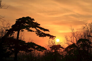 夕阳下的树木剪影