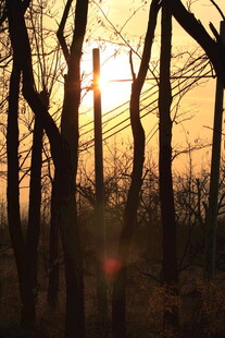 夕阳下的树林剪影
