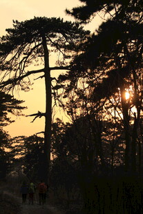 夕阳下的松林与漫步人群