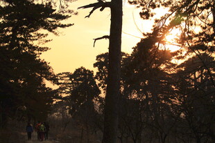 夕阳下的林间漫步美景