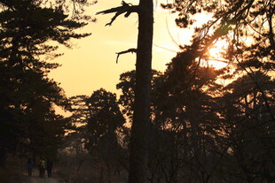 夕阳下的林间树木剪影