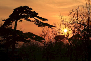 夕阳下的松林剪影