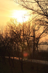 夕阳下的树木河流景观