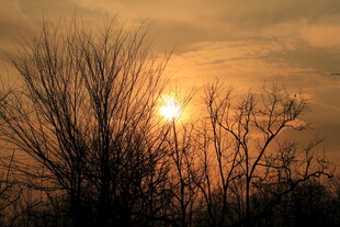 夕阳下的枯树剪影