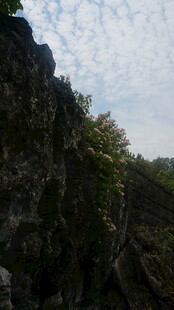 陡峭岩壁上的繁茂植被