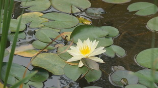 水中绽放的黄色睡莲