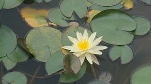 水中绽放的美丽白睡莲