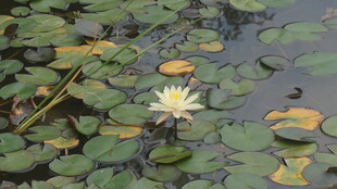 水中白莲伴浮叶