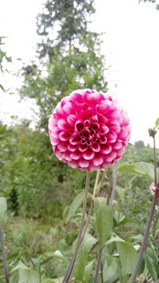 娇艳大丽花绽放于绿野