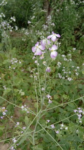 野外绽放的淡紫色花朵