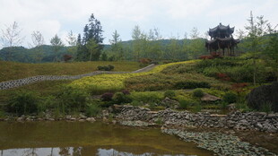 乡村溪边翠绿风景