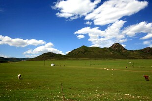 草原风光 远处山峦与羊群