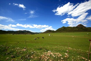 草原风光 蓝天白云下的美景