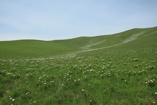 广袤绿野 尽显自然生机