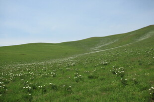 绿意盎然的山坡风景