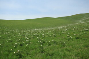 广袤绿野 繁花点缀