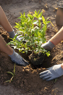 双手呵护绿植种植瞬间