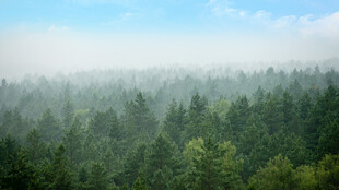 云雾缭绕的茂密森林