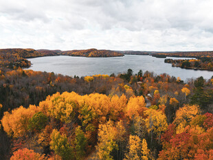 秋日湖畔绚烂多彩的树林