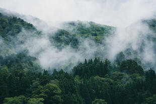 云雾缭绕的茂密山林