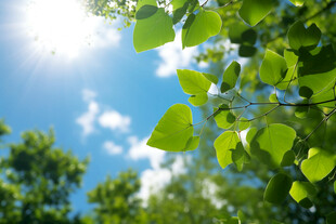 阳光下的翠绿树叶