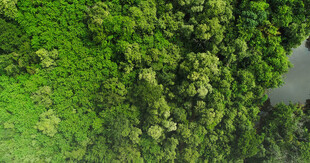 俯瞰葱郁森林与水域