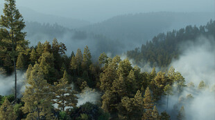 山林云雾缭绕的静谧景致