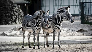 三只斑马站立在户外