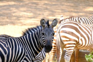 斑马特写黑白条纹的魅力