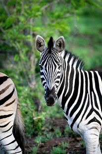 斑马特写展现黑白条纹之美