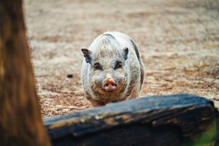 呆萌小猪在户外