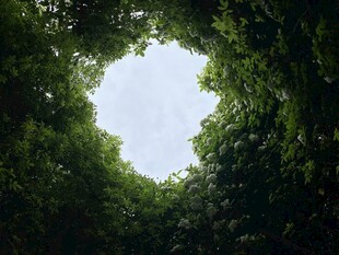 仰望茂密丛林中的天空