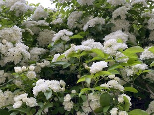 白色繁花簇拥的绿植景观