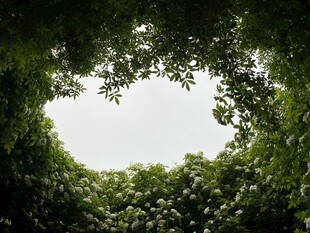 仰视繁茂绿植树冠