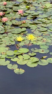 池塘中的睡莲与绿叶