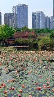 城市湖畔荷花绽放美景