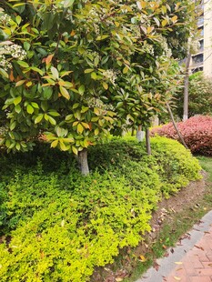 小区内绿意盎然的植物景观