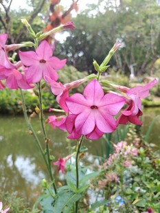 湖畔绽放的娇艳粉色花卉