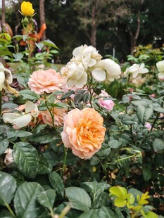 多彩玫瑰绽放于绿叶间