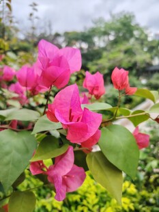 娇艳三角梅绽放