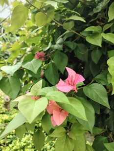 绿叶丛中的娇艳粉色花朵