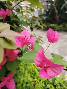 娇艳绽放的三角梅