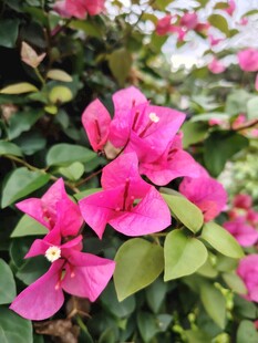 娇艳三角梅绽放