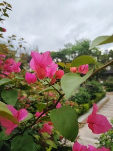 娇艳三角梅绽放于小径旁