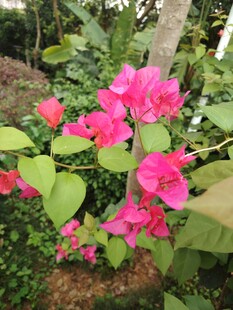 娇艳三角梅绽放于绿植间