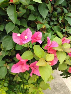 娇艳三角梅绽放绿叶间