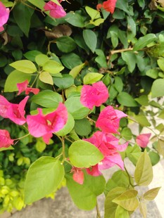 娇艳三角梅绽放绿叶间