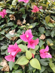 娇艳三角梅绽放绿叶间