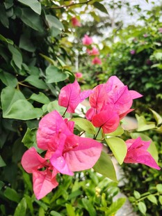 娇艳三角梅绽放绿叶间