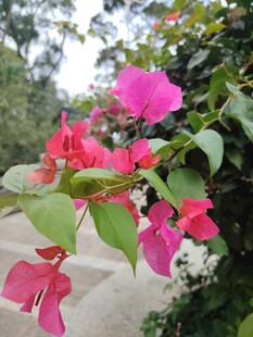 娇艳三角梅绽放枝头